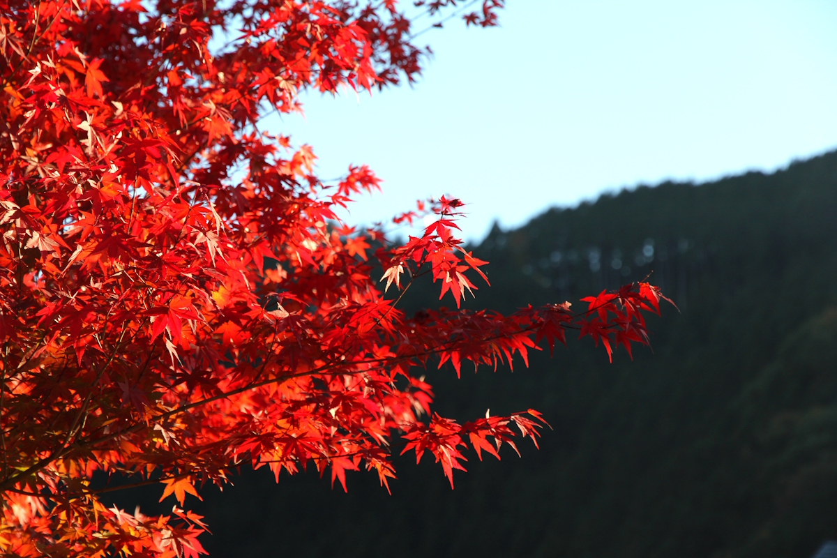 Japanischer Herbst